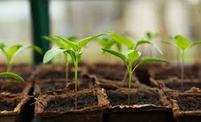 Garden Starters (AUHSD Staff Only)